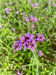 flowers in the garden
