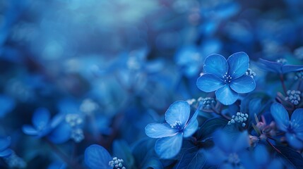 Blue Flowers with Dew Drops Close-Up on Moody Background