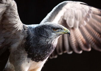Blaubussard - Greifvogel vor schwarzem Studiohintergrund