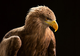 Europäischer Seeadler - Wappenvogel Deutschland