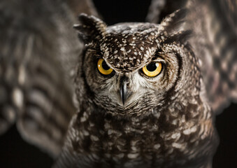 Bengaluhu in Black Studio Background
