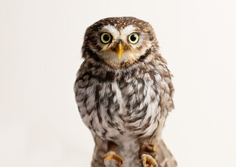 Naklejka premium Steinkauz Nahaufnahme in weißem Studio