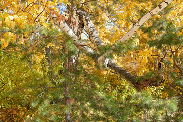 Autumn leaves on the branches of a birch in the forest