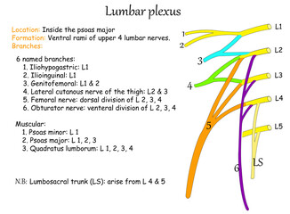 lumbar plexus
Femoral nerve
Obturator nerve
Lumbosacral trunk