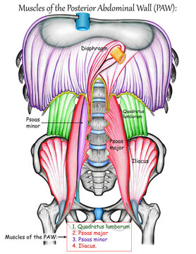diaphragm & muscles of posterior abdominal wall
Psoas major
Psoas minor
Quadratus lumborum
iliacus