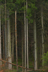 Naklejka premium Path in the forest in the evening. Early autumn 