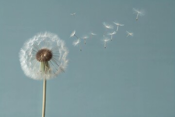 dandelion flower wallpaper background 