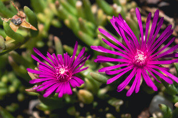 Fototapeta premium Delosperma cooperi, perennial purslane, rockery succulent