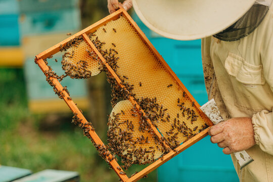 Beekeeper holding border frame of honeybees on honeycomb
