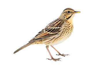 Fototapeta premium Transparent PNG image of a skylark with detailed feathers and natural coloring, perfect for birdwatching and nature-themed design projects