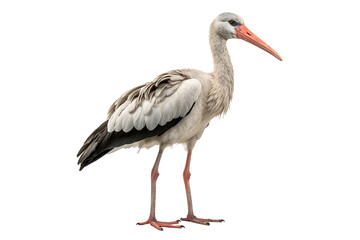 Fototapeta premium Detailed illustration of a stork in PNG format with transparent background for wildlife and nature design projects