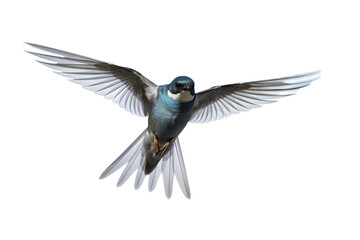 Obraz premium Flying swallow bird illustration PNG with transparent background for nature-themed designs and artistic projects