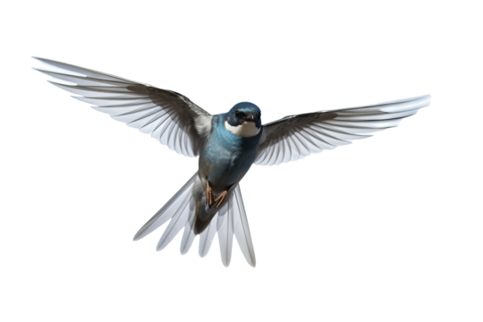 Flying swallow bird illustration PNG with transparent background for nature-themed designs and artistic projects