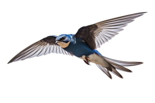 Flying swallow bird illustration PNG with transparent background for nature-themed designs and artistic projects