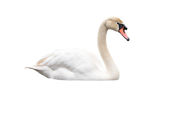 Elegant swan PNG with graceful neck curve and majestic feathers isolated on transparent background for nature-themed design projects and artistic creations