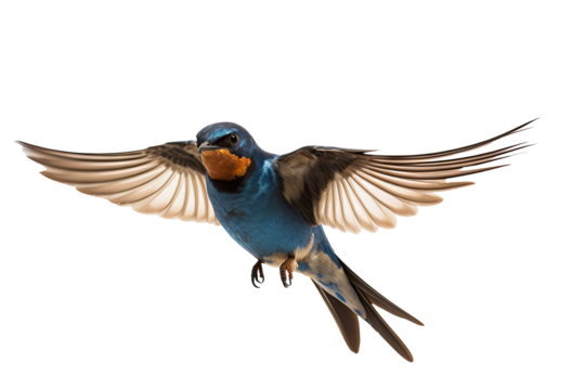 Flying swallow bird illustration PNG with transparent background for nature-themed designs and artistic projects
