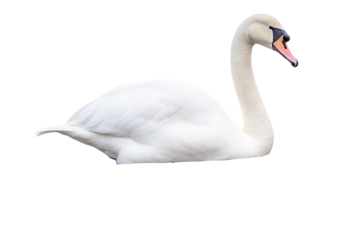 Elegant swan PNG with graceful neck curve and majestic feathers isolated on transparent background for nature-themed design projects and artistic creations
