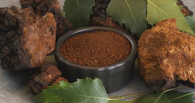 Chaga mushroom pieces with birch leaves on a gray background. Close-up footage on the rotating table.