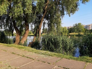 trees, lake and reeds in the park