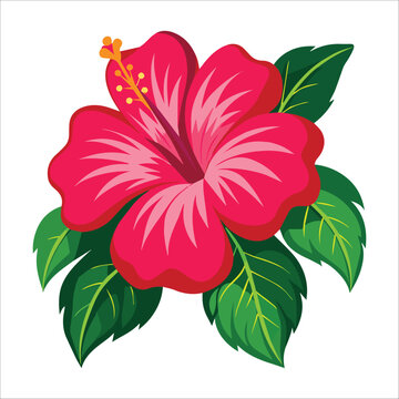 A jaba flower with five leaves