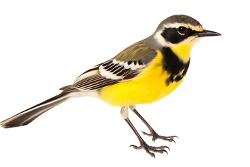 Obraz premium Side view of a Wagtail bird in full color isolated on transparent background, ideal for birdwatching enthusiasts and nature-themed design projects.