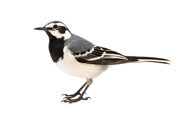 Obraz premium Side view of a Wagtail bird in full color isolated on transparent background, ideal for birdwatching enthusiasts and nature-themed design projects.
