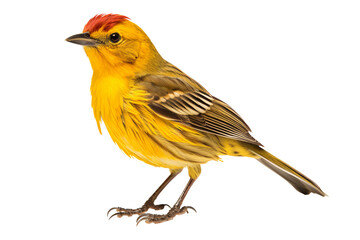 Detailed close-up of a colorful weaverbird perched standing, isolated on a transparent background, ideal for nature and wildlife-themed designs or educational purposes.