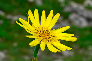 Östlicher Wiesen-Bocksbart // Eastern meadow salsify (Tragopogon pratensis subsp. orientalis) - Blidinje Nationalpark, Bosnien-Herzegowina