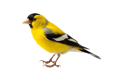 Elegant goldfinch isolated on transparent background for ornithology and nature-themed design projects