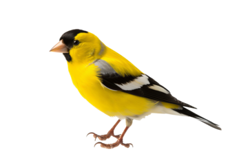 Elegant goldfinch isolated on transparent background for ornithology and nature-themed design projects