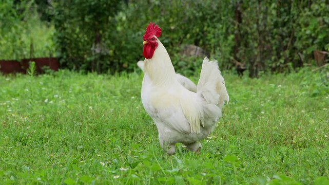 Portrait of a white rooster and hen walking on a green lawn.