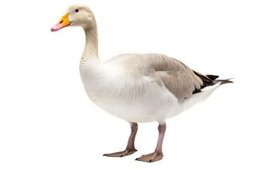 Obraz premium Goose PNG isolated on transparent background with detailed feathers and natural posture, ideal for wildlife-themed designs and educational projects