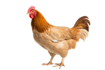 realistic PNG of a hen with detailed feathers and natural coloring isolated on transparent background for farm and agriculture design projects