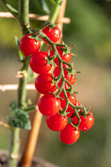 Cherry tomatoes covered with water drops on tomato plant close up. Vertical shot.