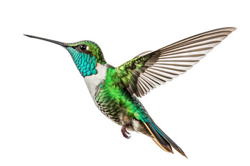 Obraz premium Colorful hummingbird in mid-flight with detailed feathers isolated on transparent background, ideal for nature-themed design projects and wildlife art illustrations