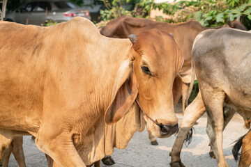 Meat cow group walking on rural road