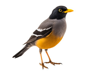 Fototapeta premium Myna bird with vibrant plumage isolated on transparent background, ideal for nature and wildlife design projects