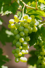 Grapes on grape vine
