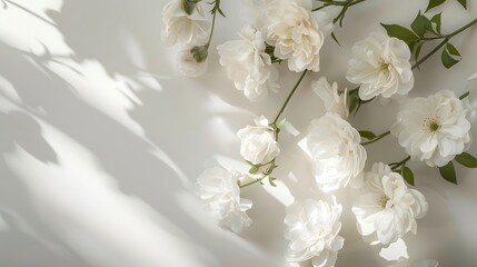 Elegant White Roses Soft Light Shadows