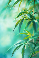 Naklejka premium background for a business presentation about legal medical cannabis or marijuana