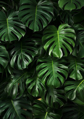 wallpaper background of a intense green monstera leaf