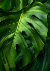 wallpaper background of a intense green monstera leaf