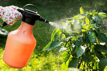 Spraying Pesticides of Vegetable Pepper Plant in Garden. Growing and Care Vegetable Garden. Pest...