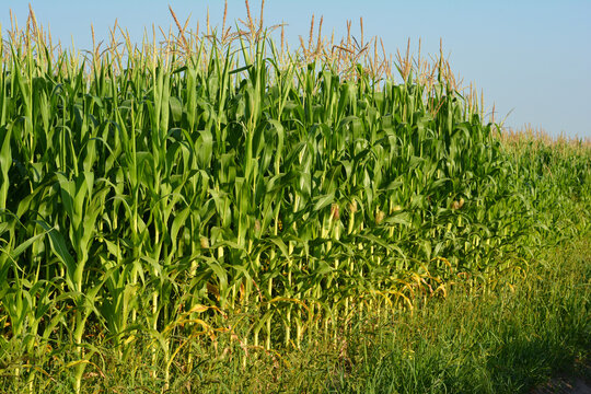 Corn farming, maize cultivation. Growing maize, corn on the farmer field.