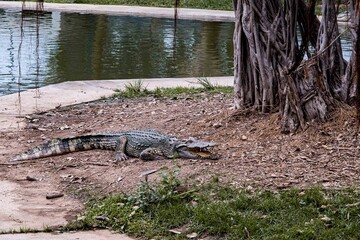 Saltwater crocodile from Thailand, crocodile swimming, Thai crocodile farm