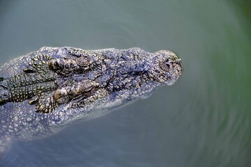 Saltwater crocodile from Thailand, crocodile swimming, Thai crocodile farm
