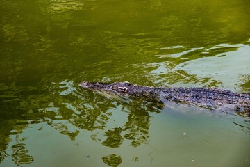 Saltwater crocodile from Thailand, crocodile swimming, Thai crocodile farm
