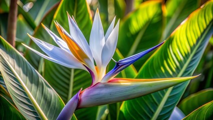 Delicate white petals and purple-blue tongue-like shapes of a giant White Bird of Paradise blossom unfold amidst lush green leaves of exotic Strelitzia plant.