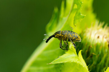  Kratzdistelrüssler (Larinus turbinatus) auf Kohl-Distel