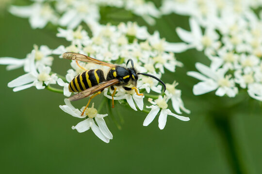  Waldwespe (Dolichovespula sylvestris) 